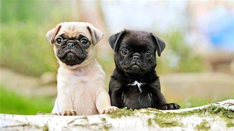 TODO sobre la Raza de Perro Pug Comportamiento, Cuidados, Orígenes