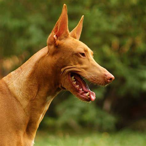 Kick, Podenco Andaluz Podenco andaluz, Perros, Razas de perros