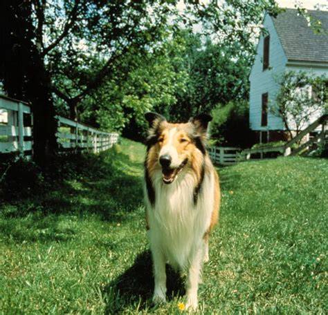 Collie Razas de Perros Blog De Pelos