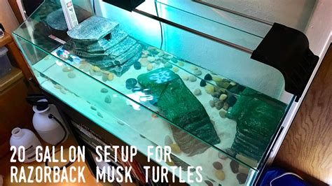 Razorback Musk Turtle Tank Setup