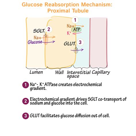 Glucose reabsorption by the kidney. Normally, SGLT2 reabsorbs most of