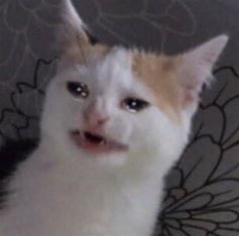 Reaction Cat Meme Face