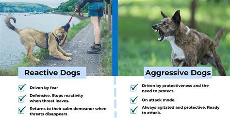 reactivity vs aggression