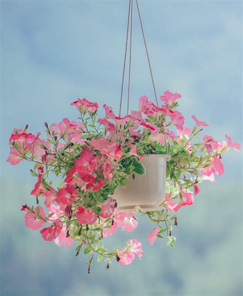Ready Made Trailing Hanging Baskets