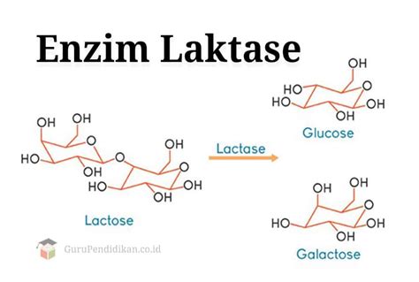 Reaksi Hidrolisis Laktosa