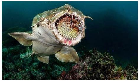 Real Sea Monsters: 4 Ocean Creatures with Scary Looks - WebEcoist