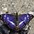 real purple butterfly