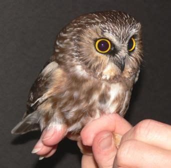 real baby owls for sale