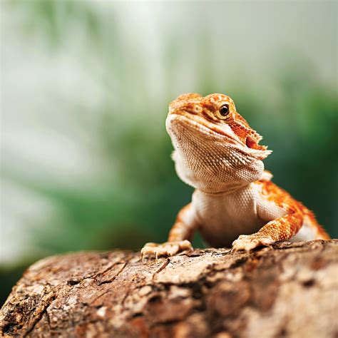 real bearded dragons for sale