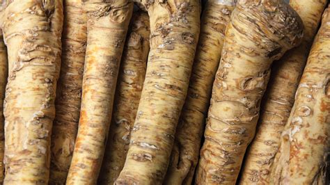 Real Horseradish Root