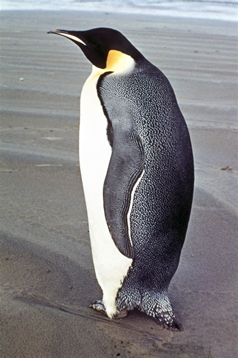 real pictures of penguins