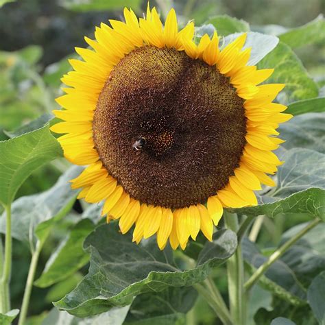 real sunflowers for sale