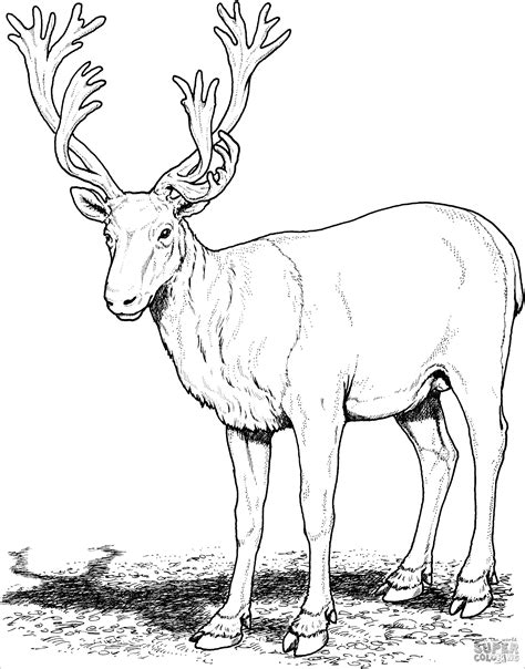 Realistic Reindeer Coloring Pages: Bringing The Festive Season To Life