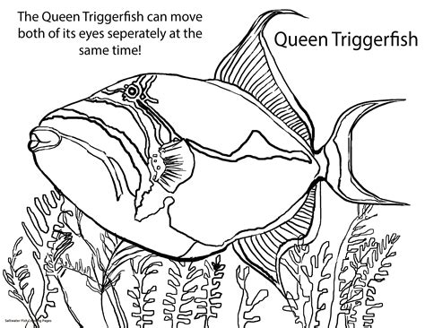 realistic saltwater fish coloring pages