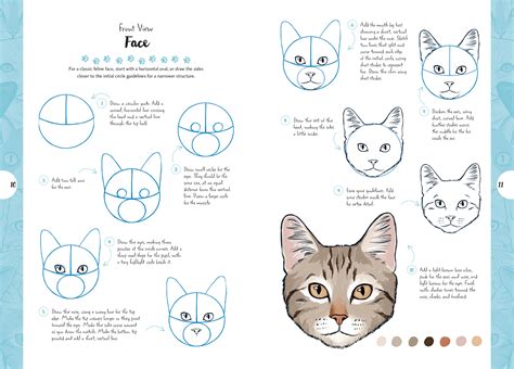 Realistic cat drawing tutorial