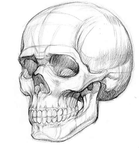 Realistic Skull Drawing Guide