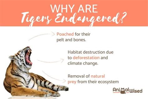 reason for tiger being endangered