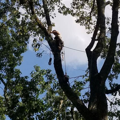 Reasonably Priced Tree Removal