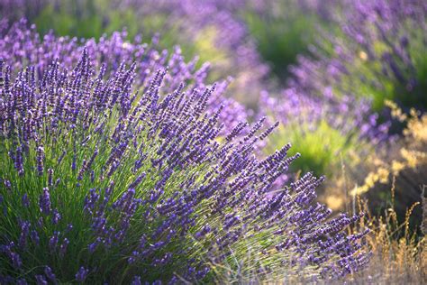 Why Is Your Lavender Not Flowering? Here the 7 Reasons Your Indoor Herbs