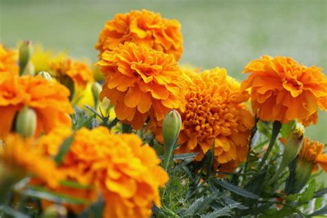15 Reasons To Grow Marigolds In The Vegetable Garden in 2020 Growing
