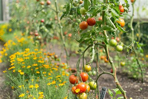 5 Reasons To Plant Marigolds With Your Tomato Plants Tomato Bible