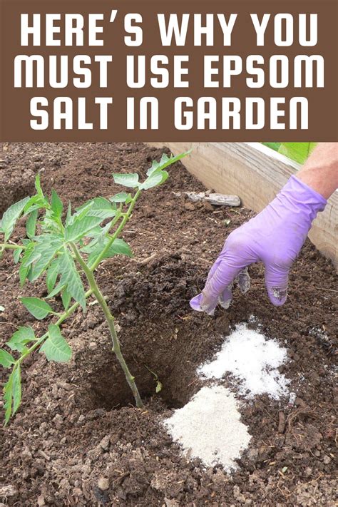 Epsom Salt In Garden Youtube How to use Epsom Salt in the Garden