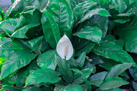 Peace Lily Not Flowering Causes + How to Make it Bloom Gardenine