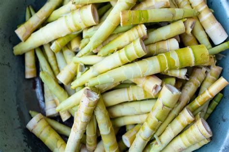 Rebung Bambu Ruas Pendek yang Bergizi