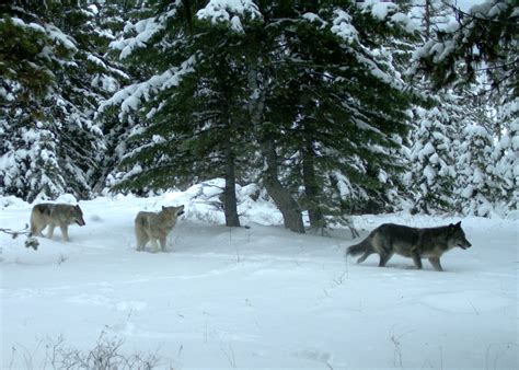 recent wolf sightings in oregon