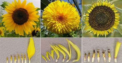 recently found sunflowers species