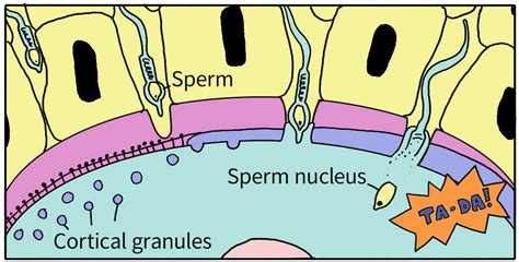 receptacles 6 sperm