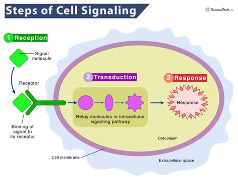 Reception Vs Signal