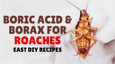 recipe for roach killer using boric acid
