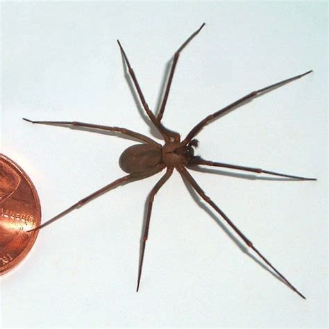 Recluse Spider Oregon
