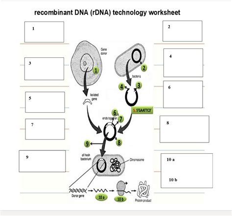 th?q=recombinant%20dna%20technology%20worksheet%20answer%20key - Understanding Recombinant Dna Technology Worksheet Answer Key