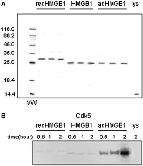 Recombinant Hmgb1