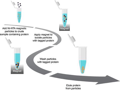 Recombinant Protein Expression Affinity Chromatography