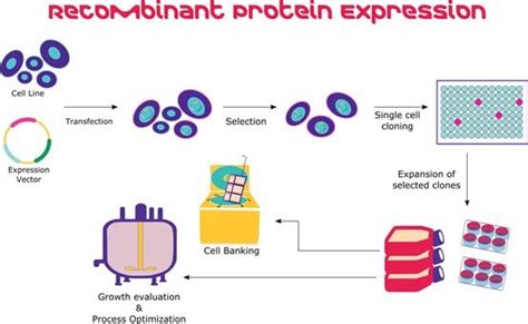 Recombinant Protein Expression And Application