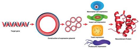 Recombinant Protein Expression Definition