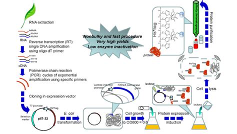 Recombinant Protein Expression In Bacteria