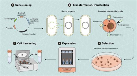 Recombinant Protein Expression In Yeast Protocol