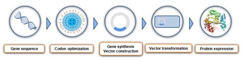 Recombinant Protein Expression Troubleshooting