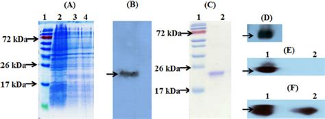 Recombinant Protein Harmonized Code