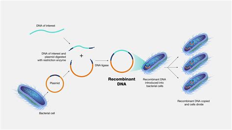 Recombinant Protein Nih