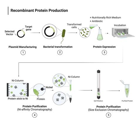 Recombinant Protein Production Examples