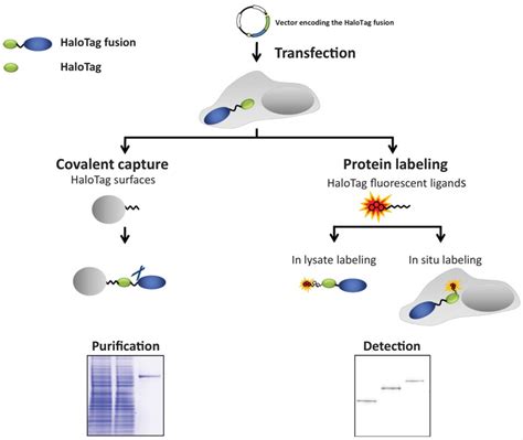 Recombinant Protein Purification Methods