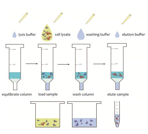 recombinant protein purification protocol