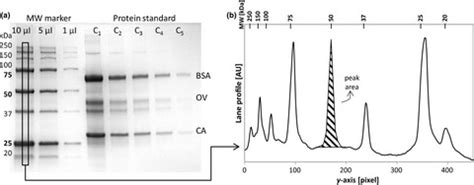 Recombinant Protein Quantification