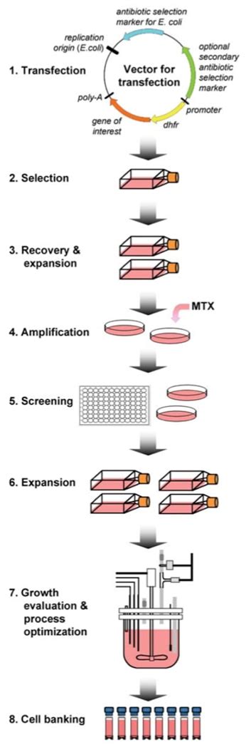 Recombinant Protein Transient Expression