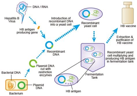 Recombinant Protein Vaccine Examples